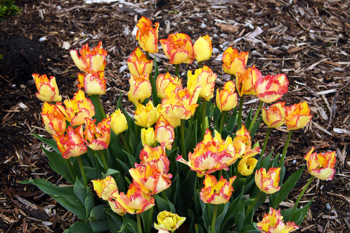 208 Unique tulip variety in Scholte Garden.JPG